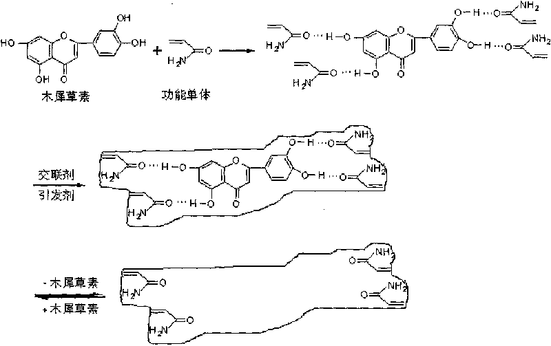 Method for separating and purifying luteolin