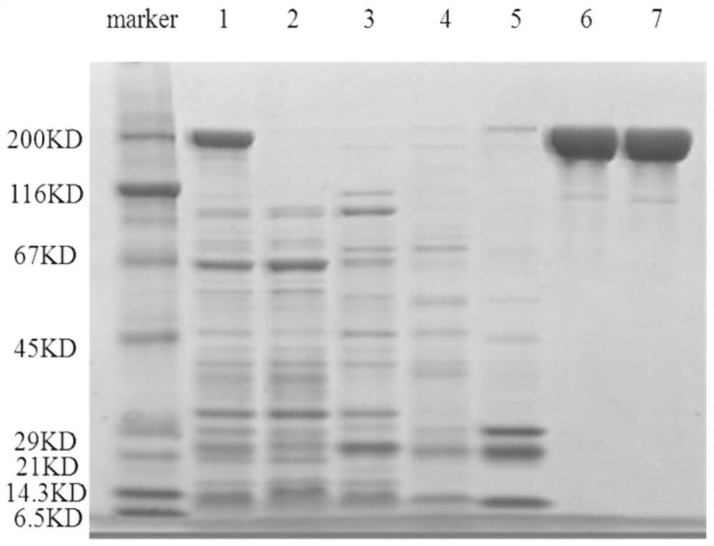 A pertussis toxin detection kit and its application