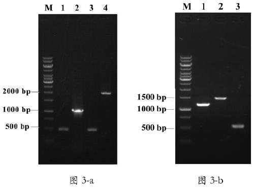 A kind of fermentation production process of α-ketobutyric acid