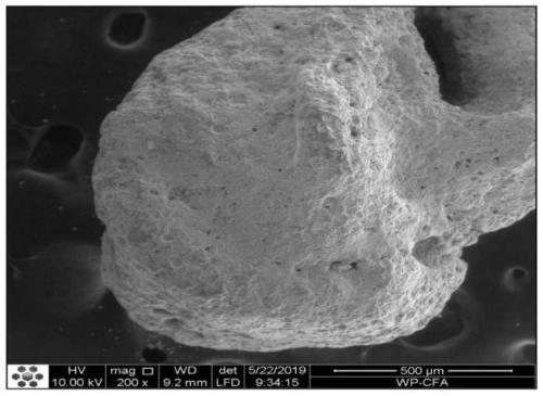 Application of alcaligenes as reinforcing agent to mineralized reinforced calcareous sand technology