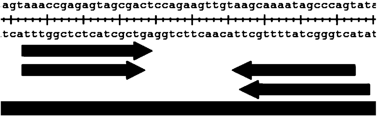 A pair of transcription activator-like effector nucleases and their encoding genes and applications