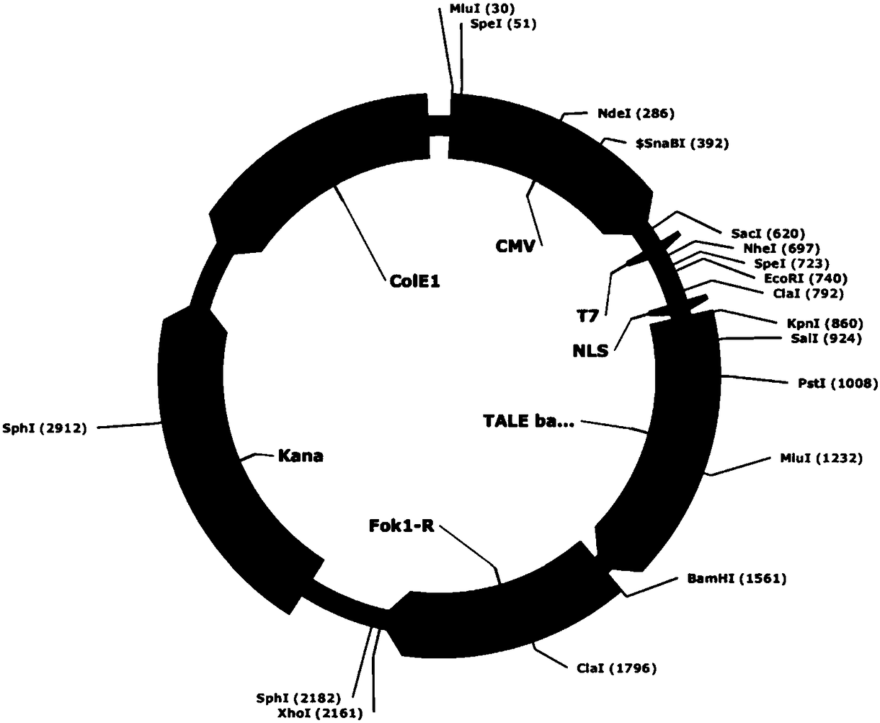 A pair of transcription activator-like effector nucleases and their encoding genes and applications