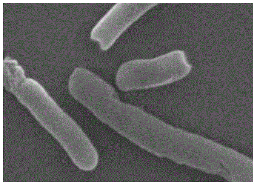 Bacterial ghost preparation method of independent lysis gene E