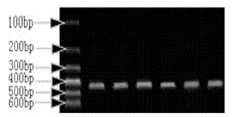 Method for detecting base mutation polymorphism of goat gonadotropin releasing hormone and growth differentiation factor 9