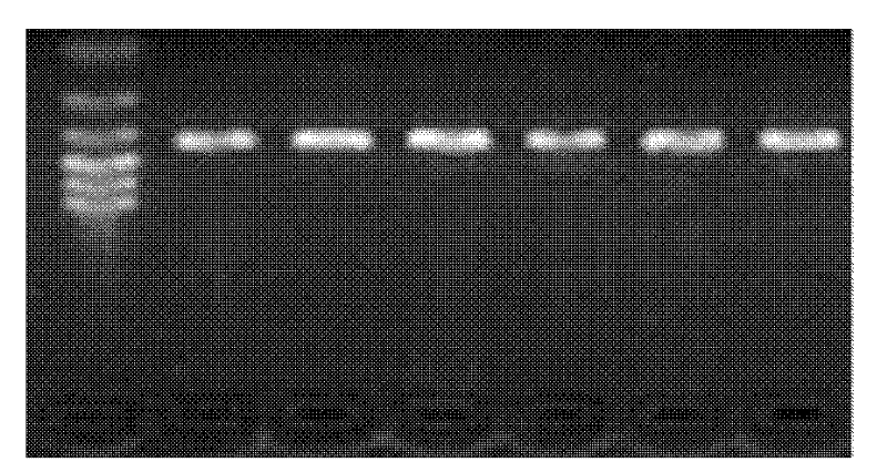 Method for detecting base mutation polymorphism of goat gonadotropin releasing hormone and growth differentiation factor 9