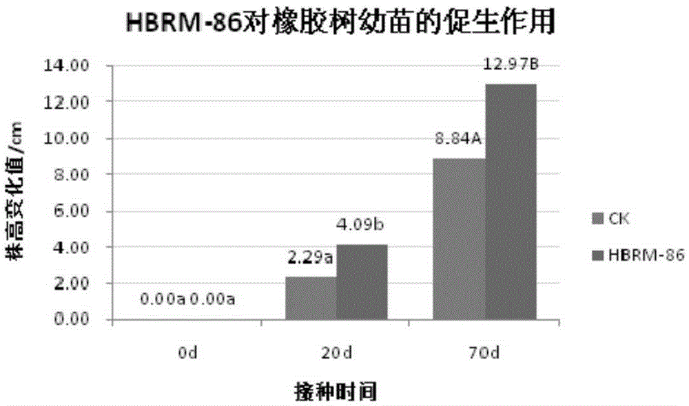 Rubber tree growth-promoting rhizobacterium strain HBRM-86 and application thereof