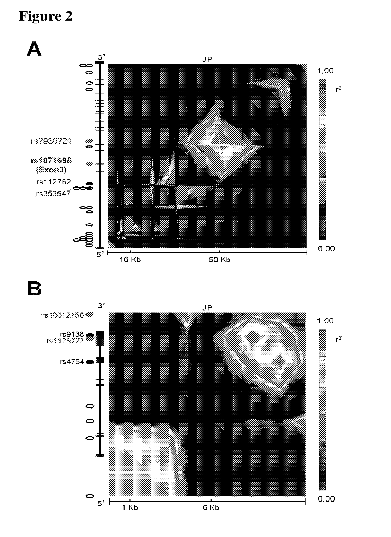 Methods for Diagnosis and Treatment of Non-Insulin Dependent Diabetes Mellitus