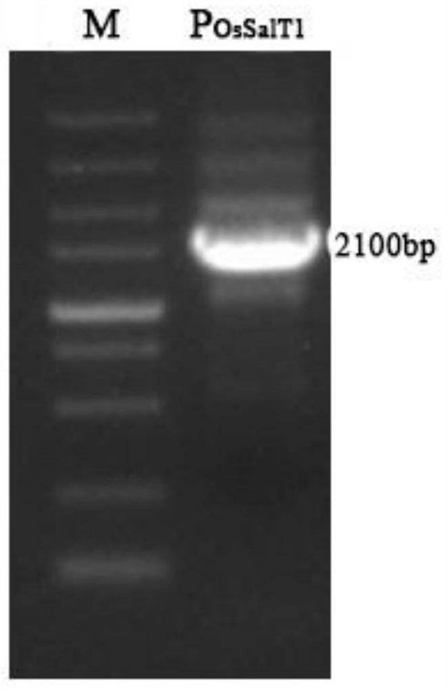 A rice stress-inducible promoter p  <sub>ossalt1</sub> and its application