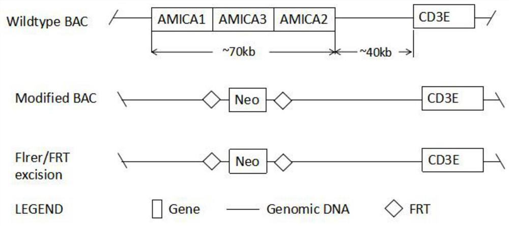 A kind of construction method of cd3e gene modification humanized animal model