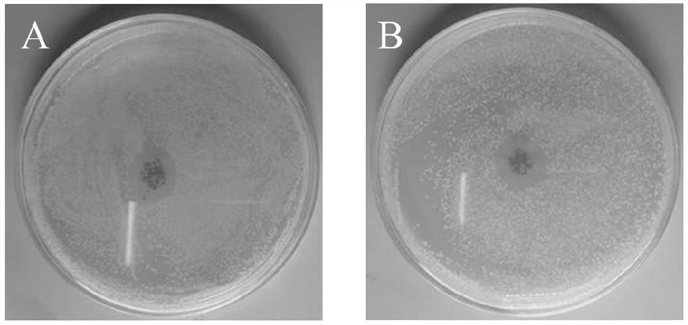 Nanoparticle/metal-organic framework material and its preparation method and application