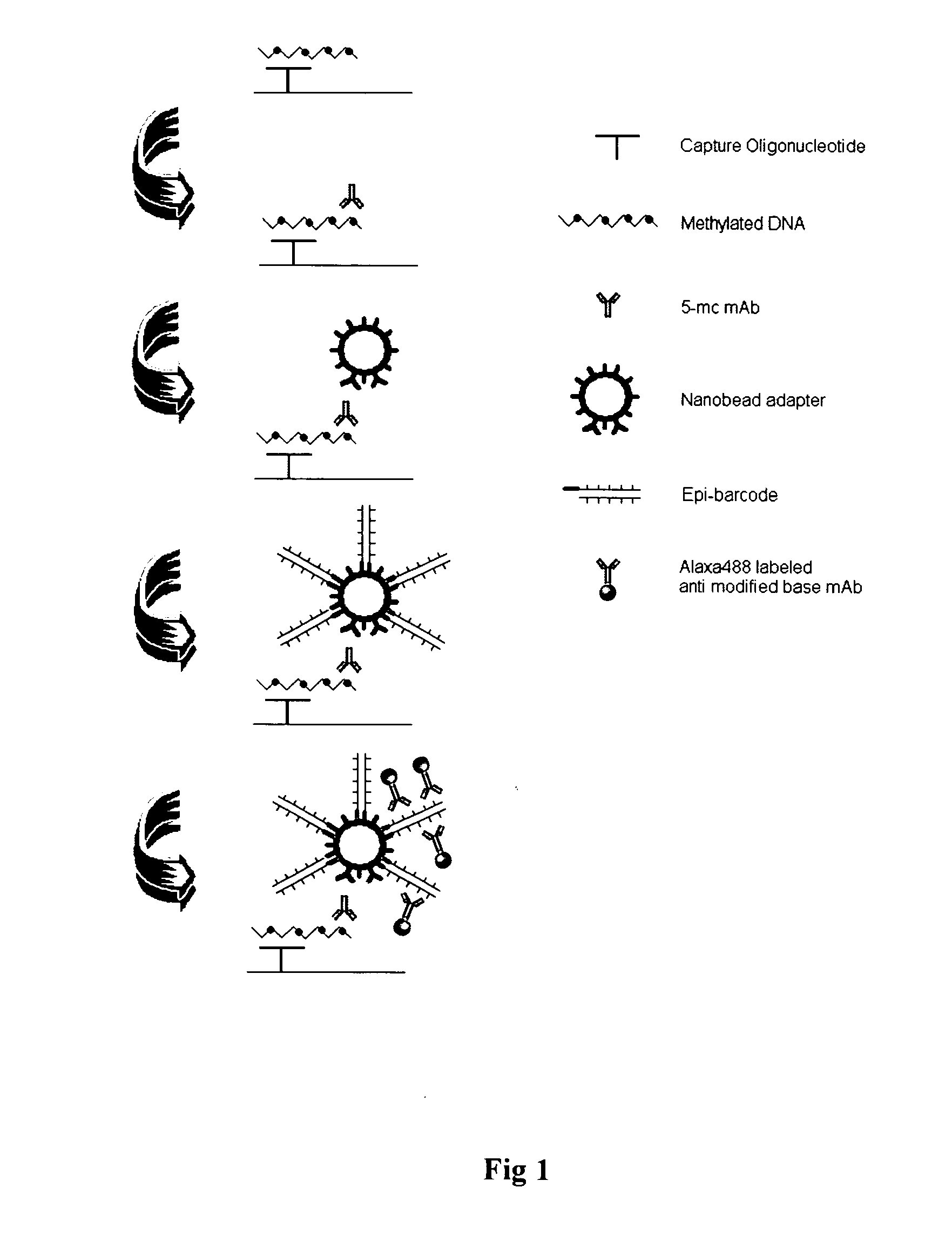 DNA methylation specific signal amplification