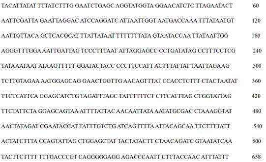 Culicoides bellulus specific gene and molecular identification method thereof