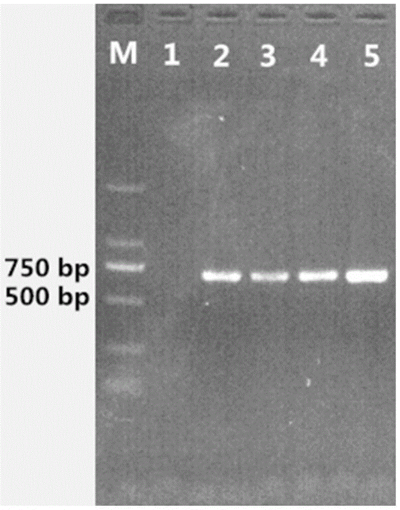 Culicoides bellulus specific gene and molecular identification method thereof