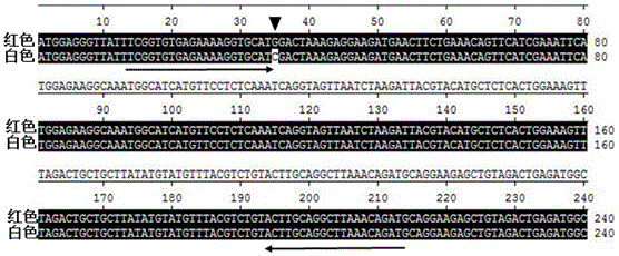 Strawberry anthocyanin regulatory gene functional marker