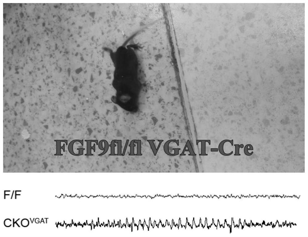 A kind of construction method of animal model of epilepsy