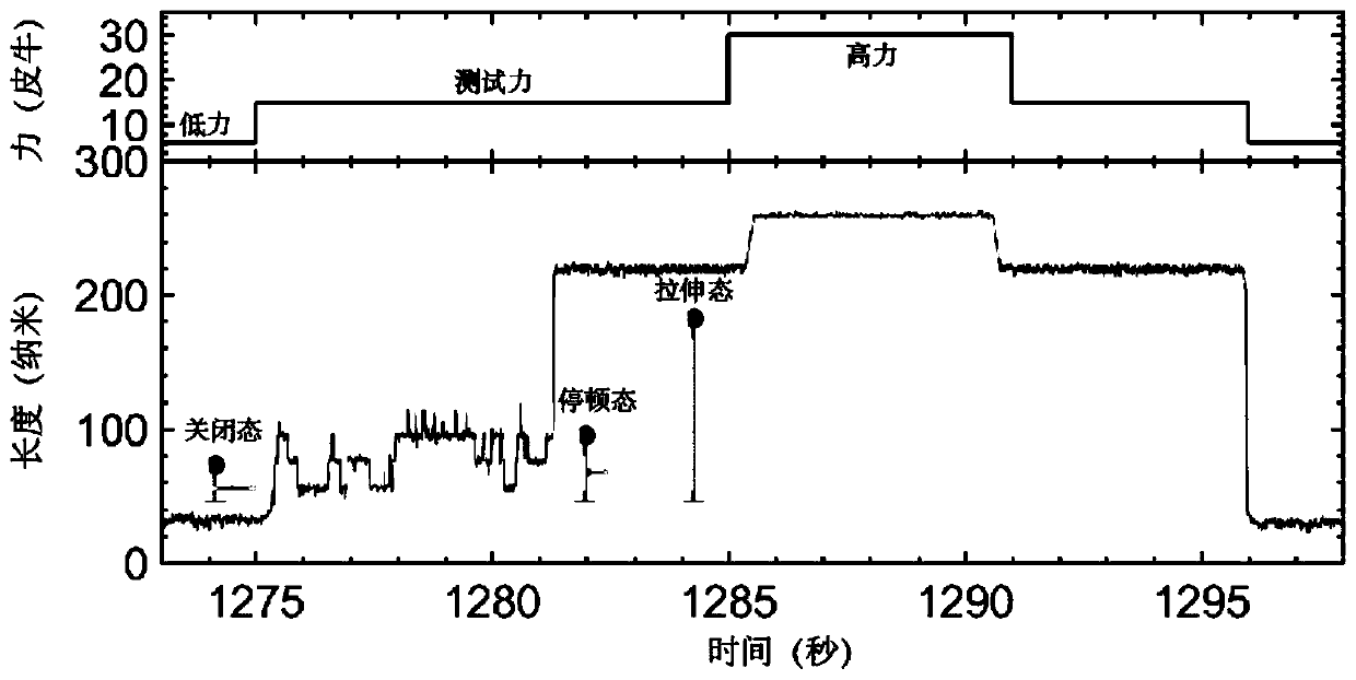 Molecular ruler hairpin structure and method for measuring spatial scale accuracy of single-molecule magnetic tweezers by using same