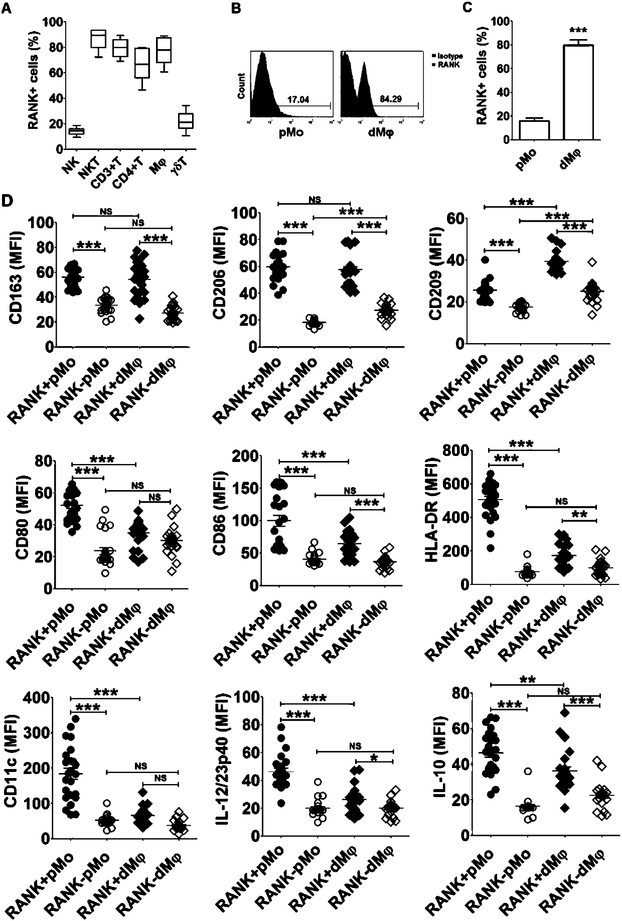 Application of RANK&lt;+&gt; macrophages in preparation of medicament for treating spontaneous abortion and preventing miscarriage