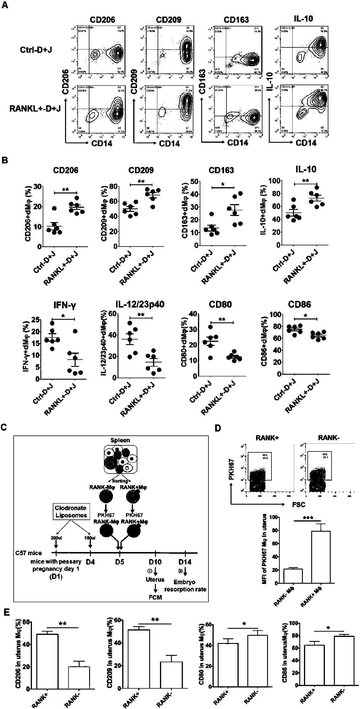 Application of RANK&lt;+&gt; macrophages in preparation of medicament for treating spontaneous abortion and preventing miscarriage