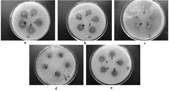 A kind of poly-ortho-hydroxyphenol antibacterial material and preparation method thereof