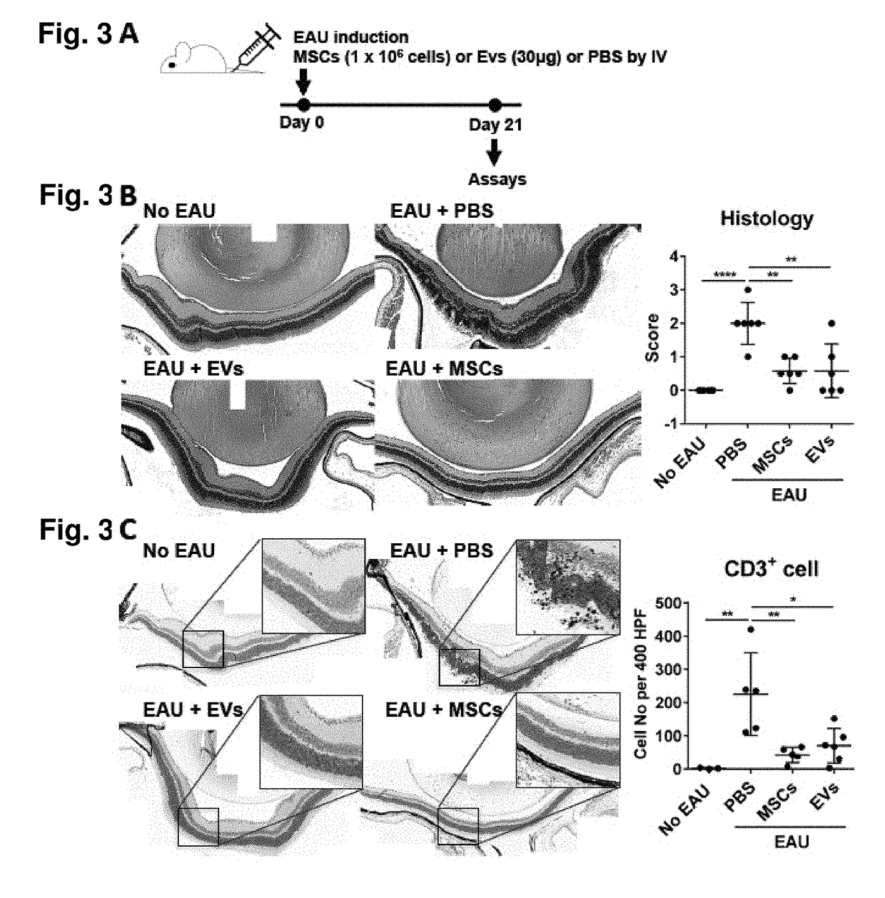 Mesenchymal Stem/Stromal Cell-Derived Extracellular Vesicles And Uses Thereof In Autoimmune Diseases