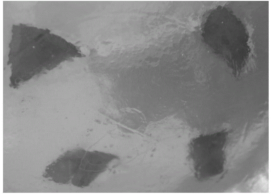 Tissue culture medium and in vitro regeneration method of Ficus lyre leaves