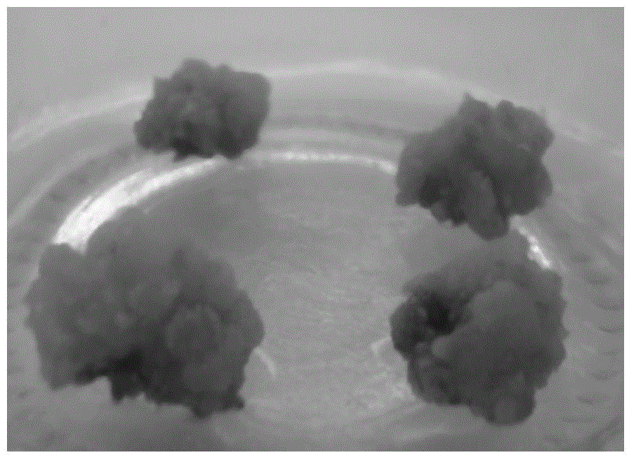 Tissue culture medium and in vitro regeneration method of Ficus lyre leaves