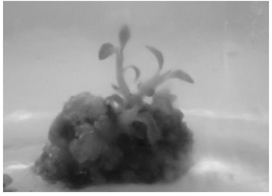 Tissue culture medium and in vitro regeneration method of Ficus lyre leaves