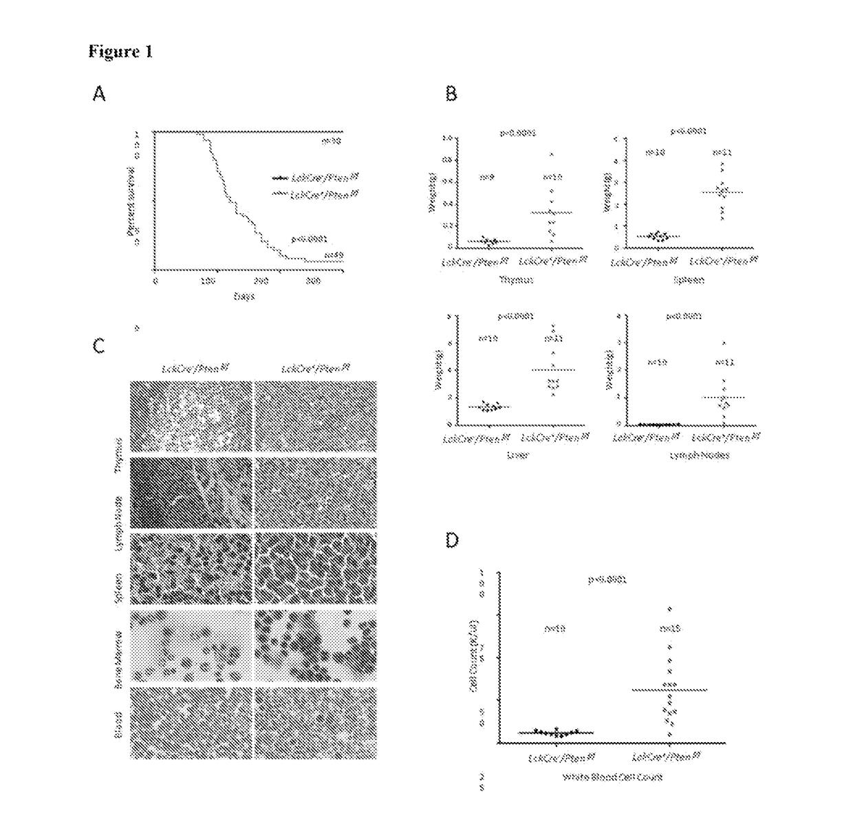 P13k-mtorc1-s6k1 signaling pathway biomarkers predictive of Anti-cancer responses