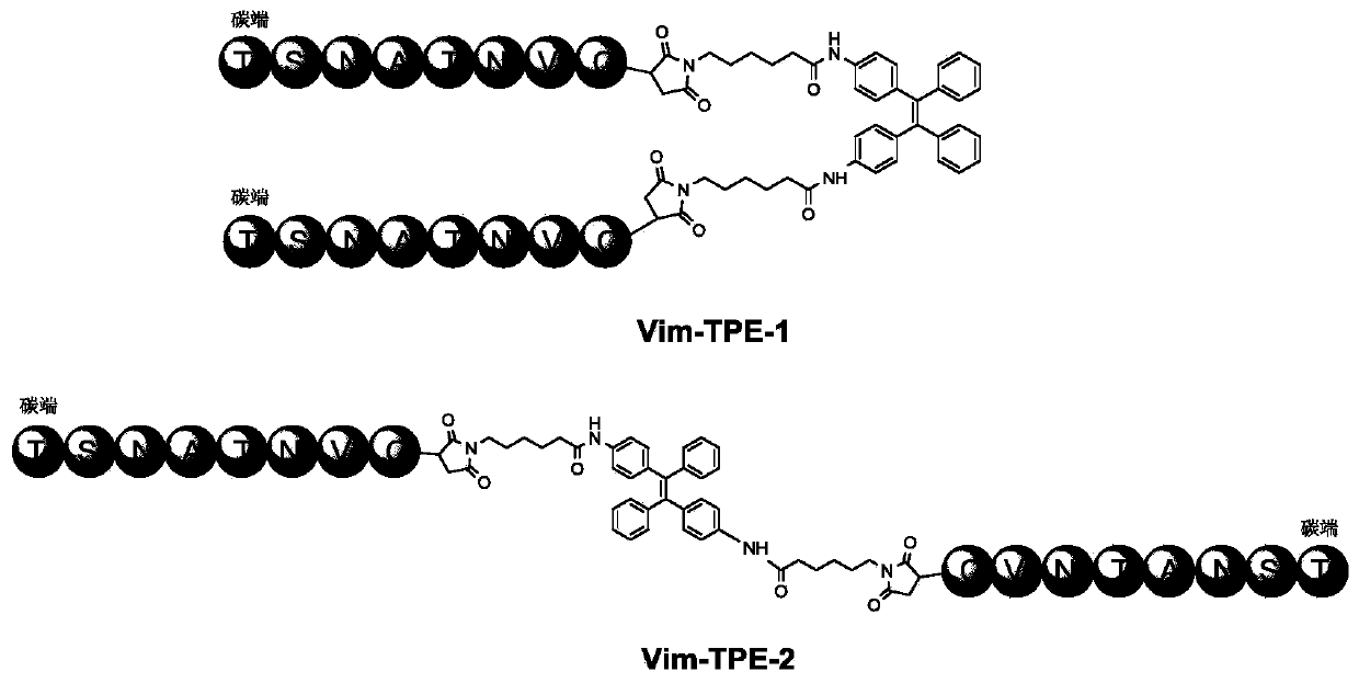 Waveform protein response type wash-free fluorescent probe as well as preparation method and application thereof