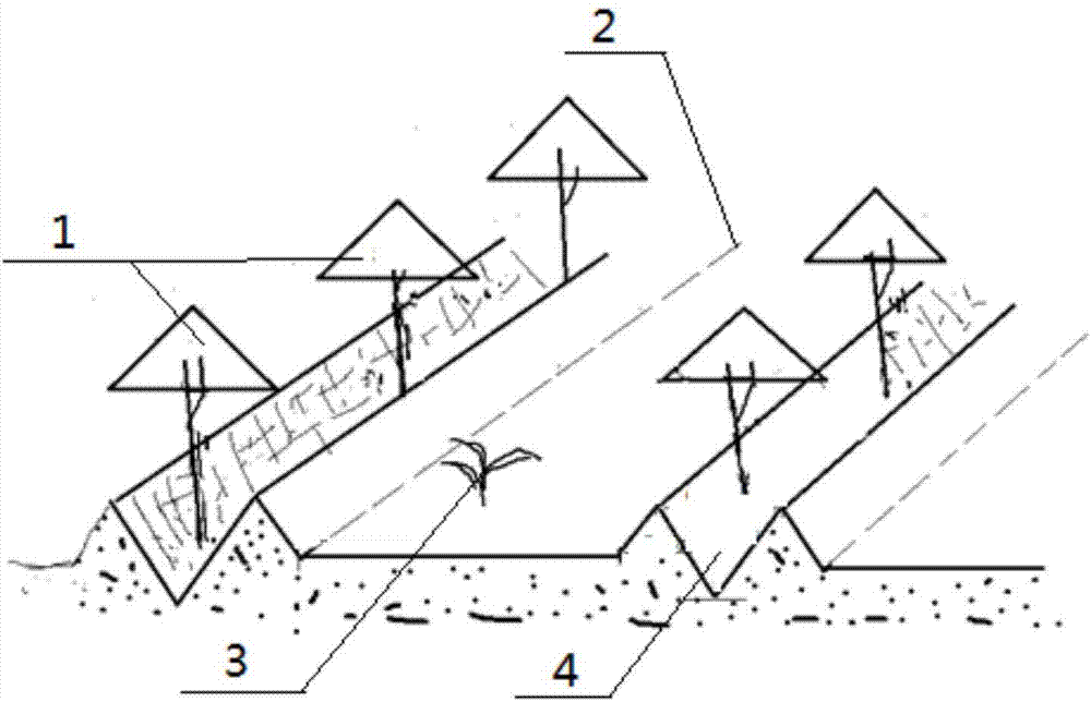 Interplanting and reclamation method of agro-fruits in dump of open pit coal mine in arid area