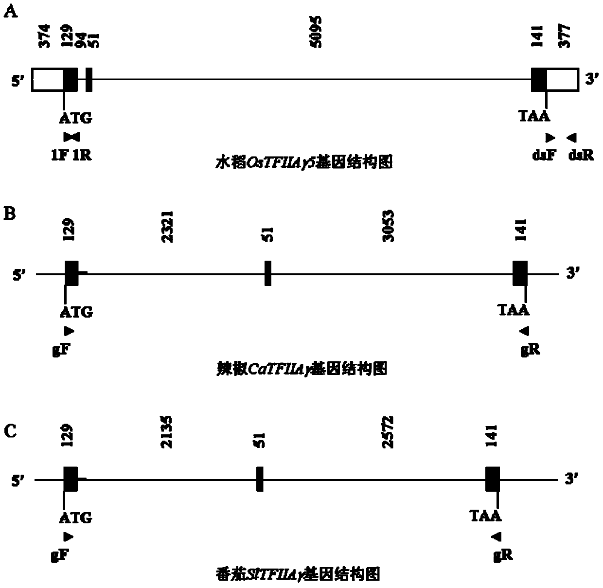 Application of suppressing or mutating tfiiaγ gene in crop disease resistance