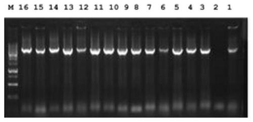 Escherichia coli for high expression of foreign protein and construction method and application thereof