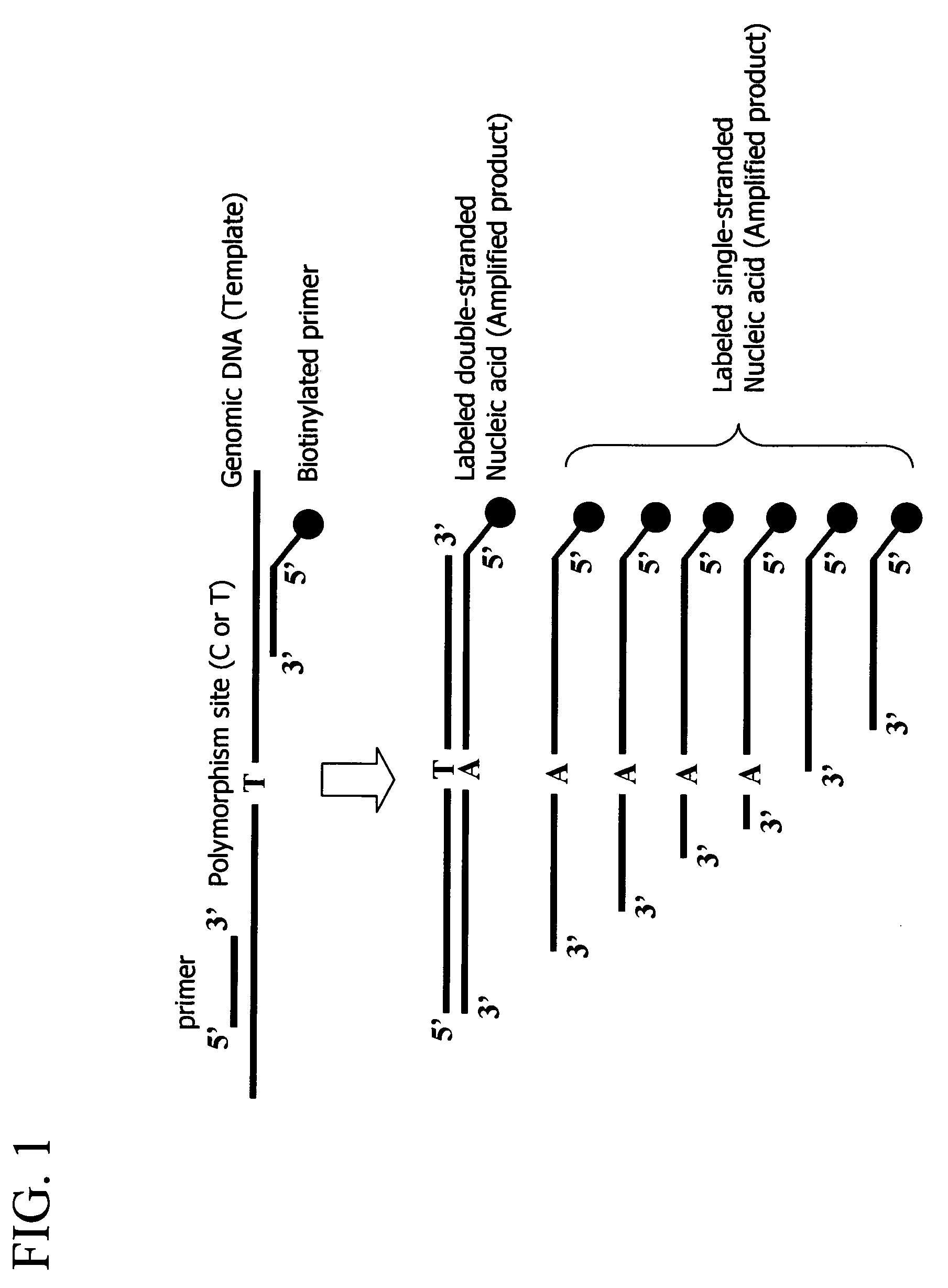 Method for detecting a nucleic acid comprising asymmetrical amplification