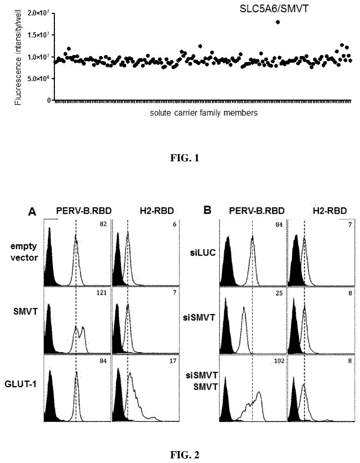 Use of ligands derived from receptor-binding domain of porcine endogenous retrovirus type b for diagnosing smvt-related diseases