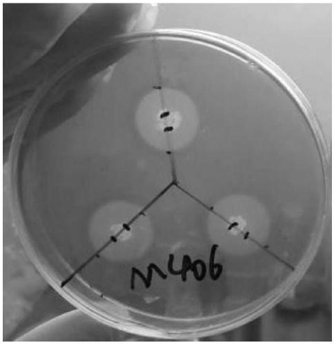 Bacillus subtilis M406 and application thereof to preparation of bacteriocin and cellulase