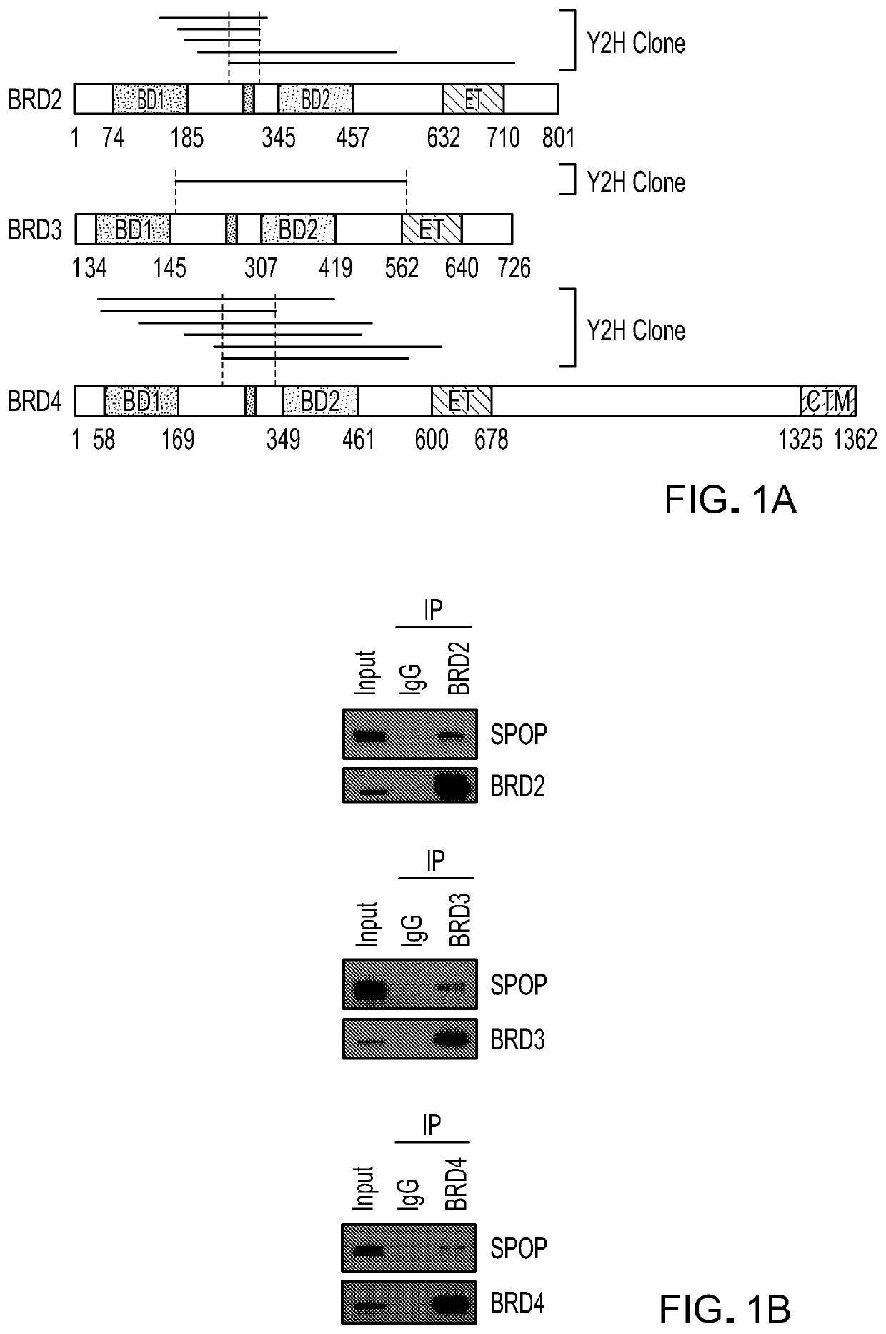 Methods and materials for identifying and treating bet inhibitor-resistant cancers