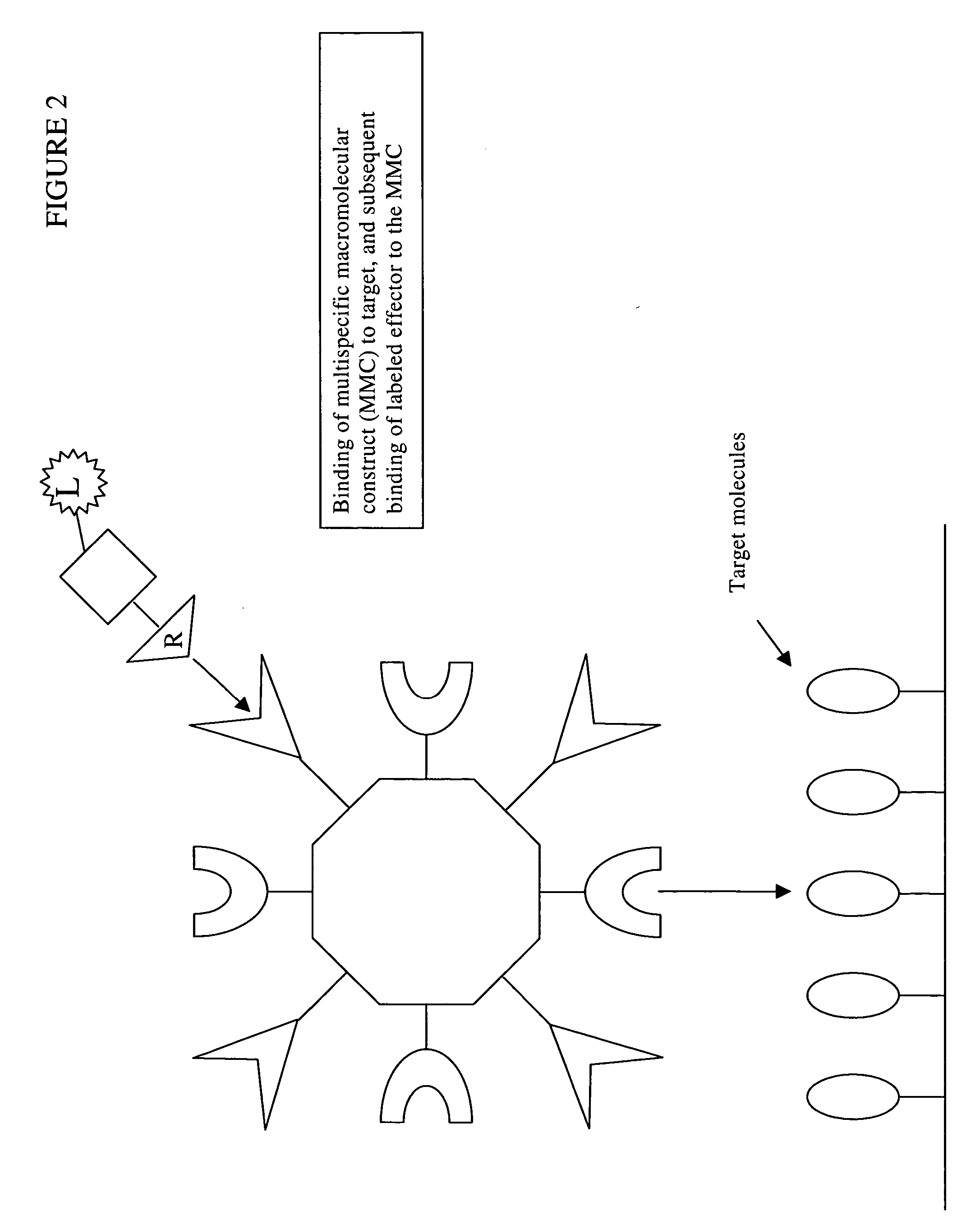 Compositions and methods useful in pretargeted imaging