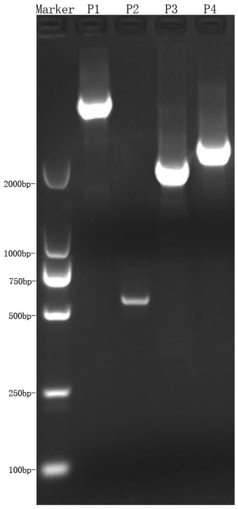 KIR2DS5 genotyping kit and genotyping method