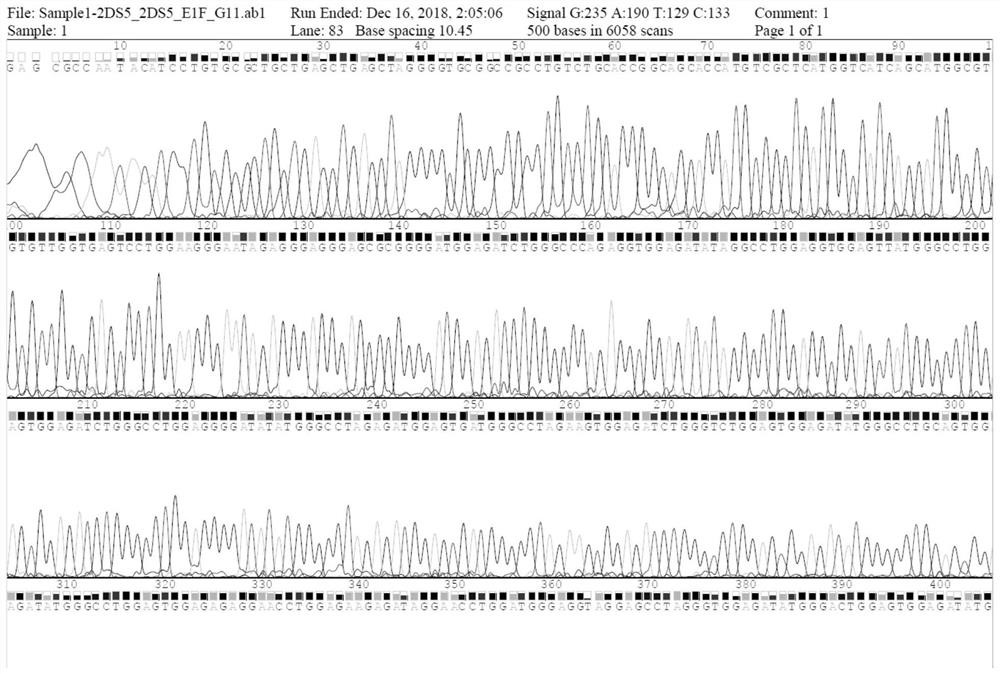 KIR2DS5 genotyping kit and genotyping method