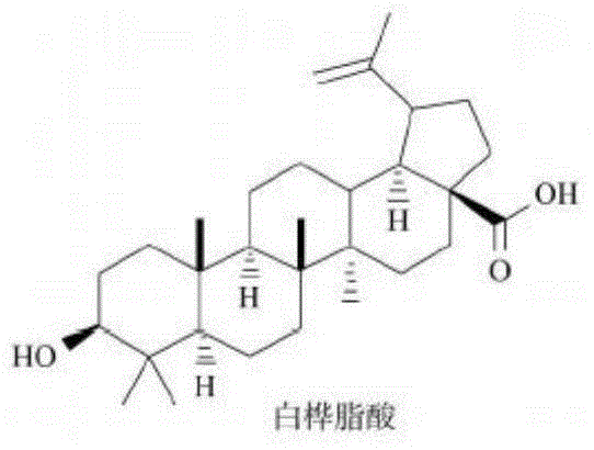 Application of betulinic acid in preparation of drugs for resisting fungus biofilms