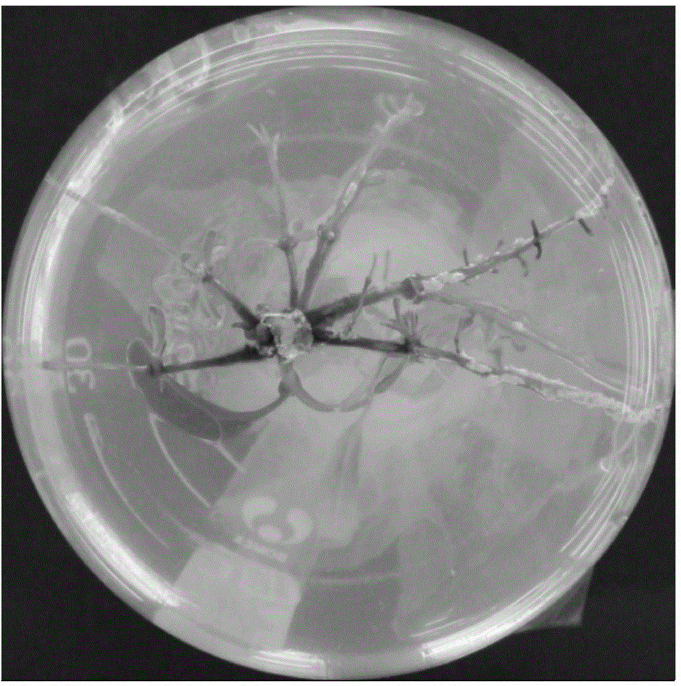 Method for inducing regeneration of adventitious bud of western balsam poplar by histone deacetylase inhibitor