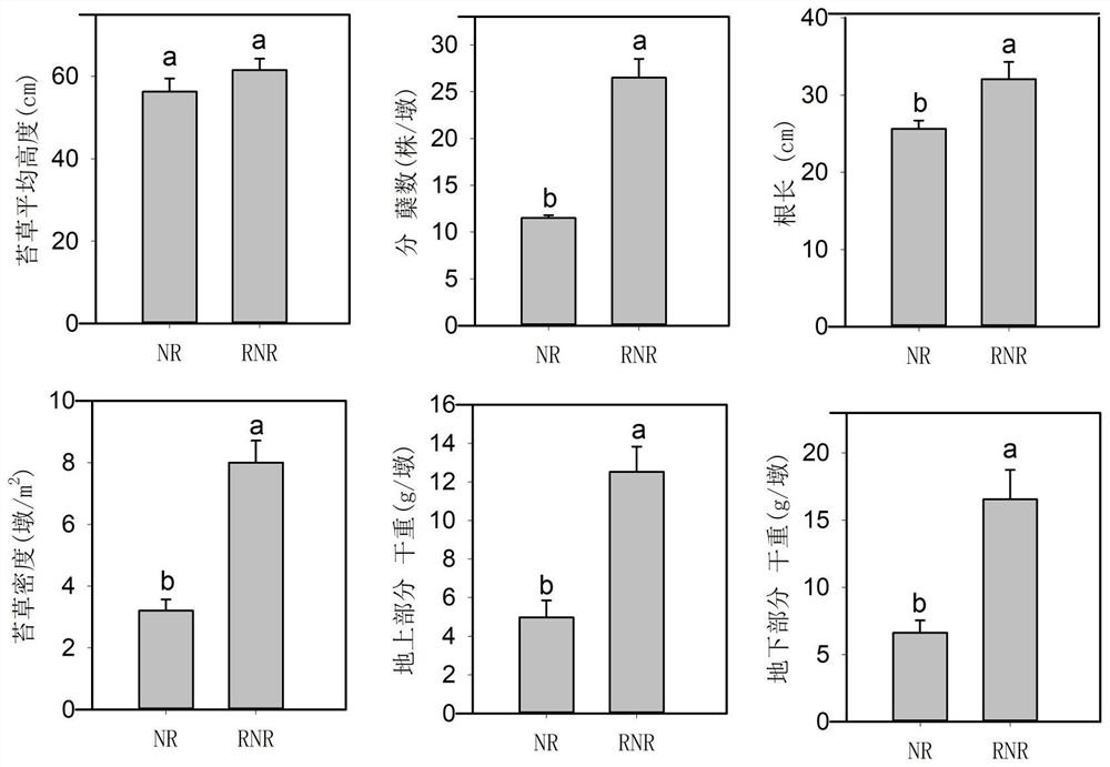 Method for quickly reconstructing subculture peat sedge community by using soil propagule bank