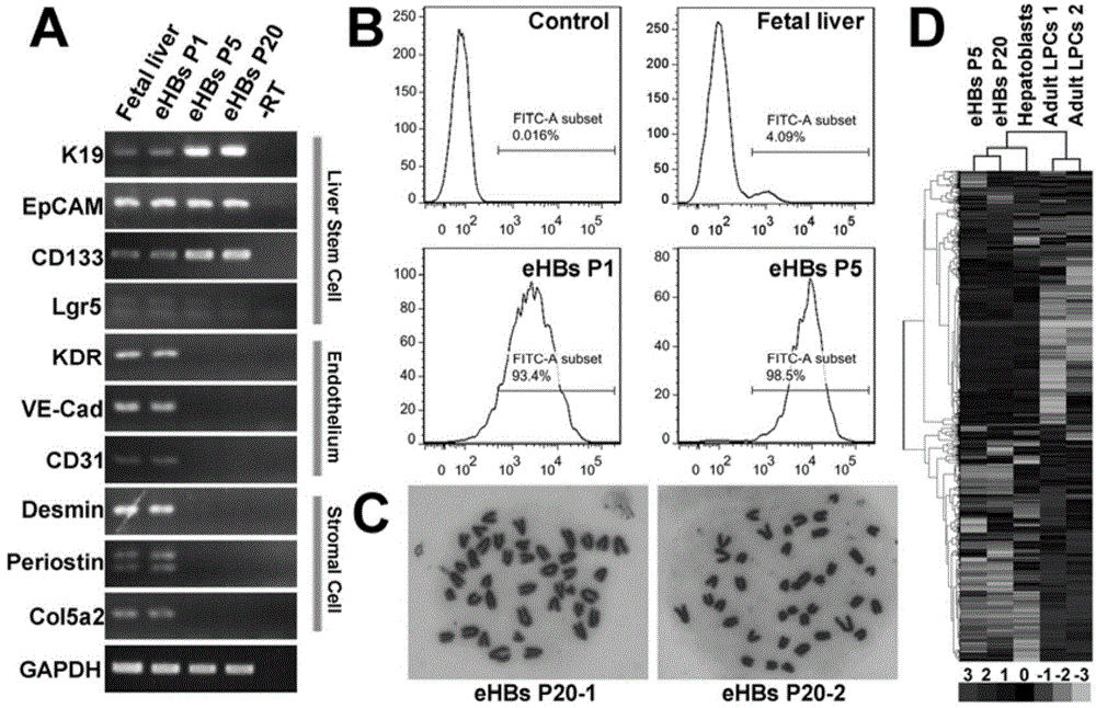 Long-term in-vitro culture and directional differentiation system and method for liver stem cell
