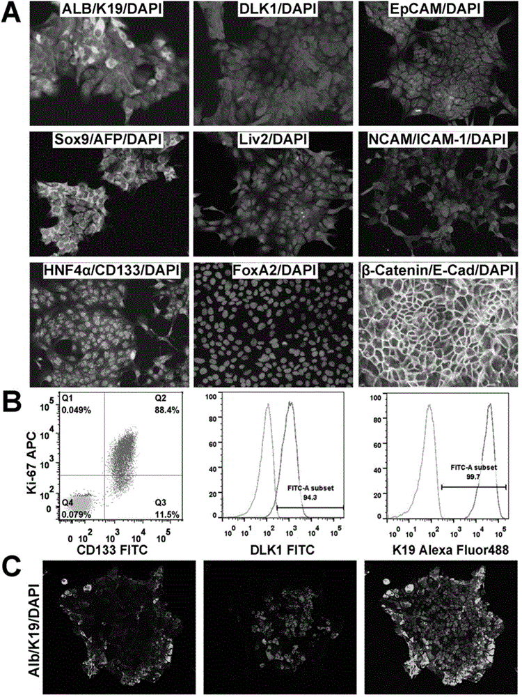 Long-term in-vitro culture and directional differentiation system and method for liver stem cell