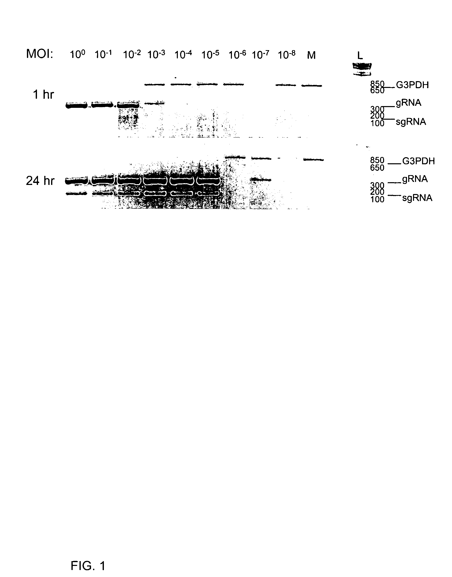 Compositions and methods for detecting severe acute respiratory syndrome coronavirus