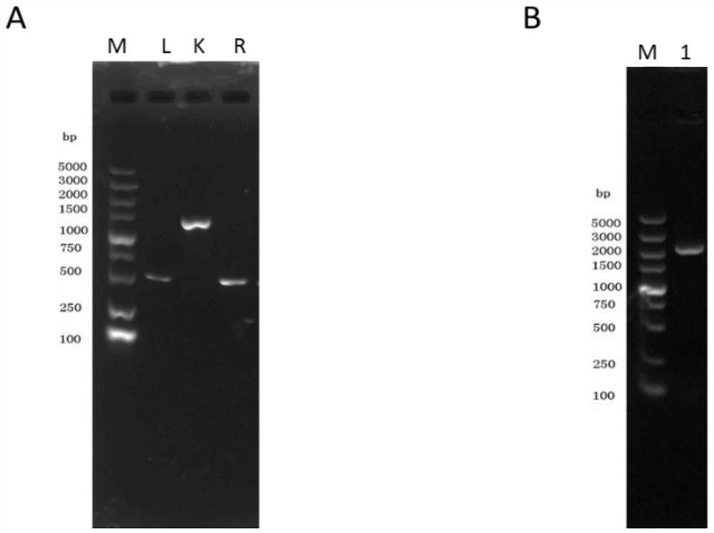 A kind of small RNA relevant to the virulence of Brucella and its application in the preparation of attenuated Brucella