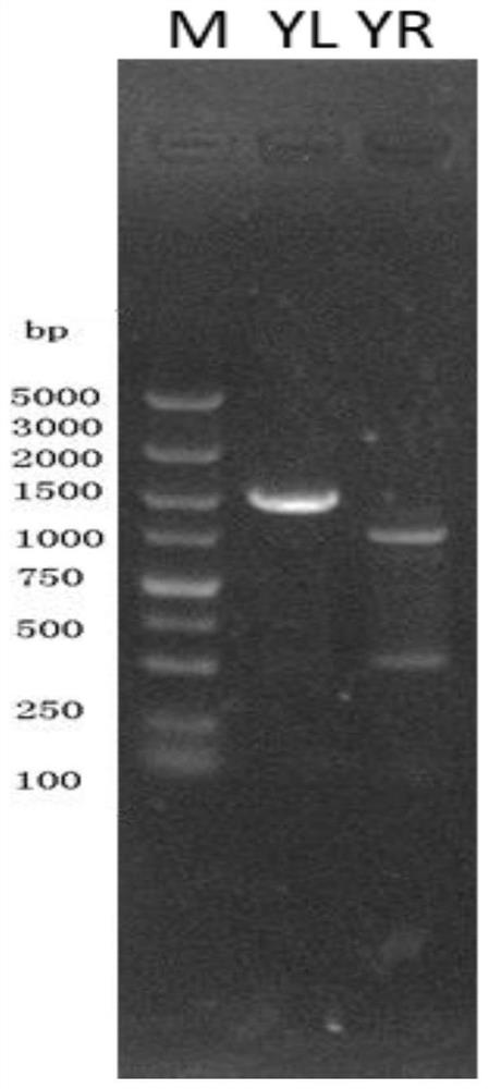 A kind of small RNA relevant to the virulence of Brucella and its application in the preparation of attenuated Brucella