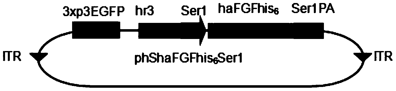 Gene for modifying human acidic fibroblast growth factor applied to silkworm silk gland expression, and expression system and application of gene