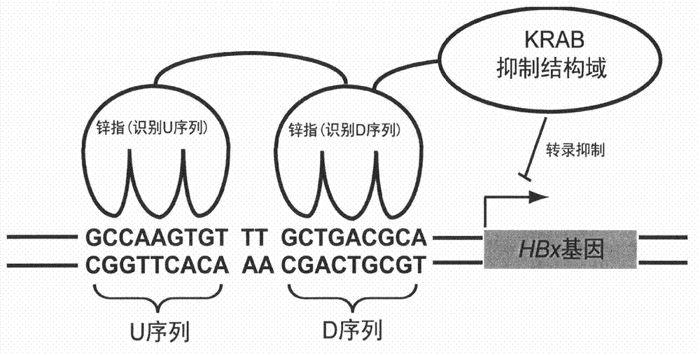 Artificial transcription factor of hepatitis B virus (HBx) genes and application of artificial transcription factor