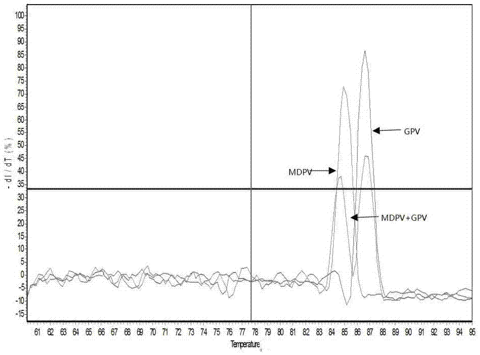 Muscovy duck parvovirus (MDPV) and goose parvovirus (GPV) dual real-time fluorescence quantitative PCR detection primer